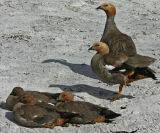 Ruddy-headed Geese